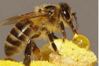 蜜蜂怎样酿蜜 蜜蜂为什么要酿蜜