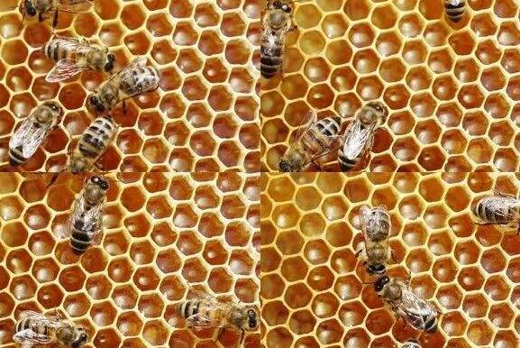 蜜蜂怎样酿蜜 蜜蜂为什么要酿蜜