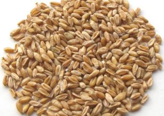 浮小麦和小麦的区别 怎样区分小麦和浮小麦