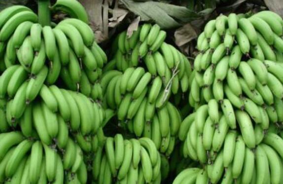 青香蕉怎么快速熟 青香蕉催熟最快方法