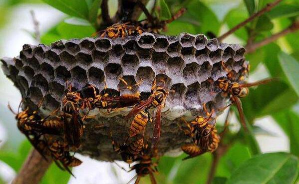 干蜜蜂的功效与作用
