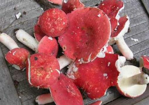 红菇和毒红菇的区别