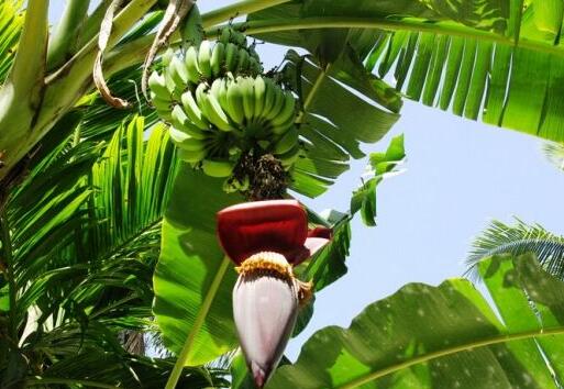 芭蕉花的功效与作用 芭蕉花怎么吃