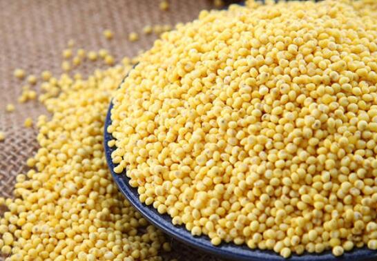 大黄米的功效与作用 大黄米的禁忌