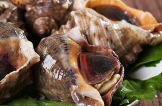 大海螺的营养价值 吃大海螺的好处