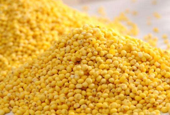 大黄米的功效与作用 吃大黄米的好处