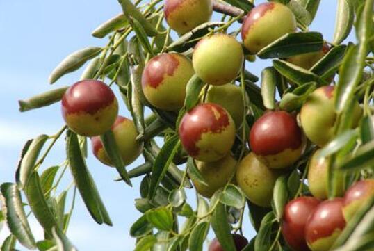 长木枣是什么 长木枣的养殖方法