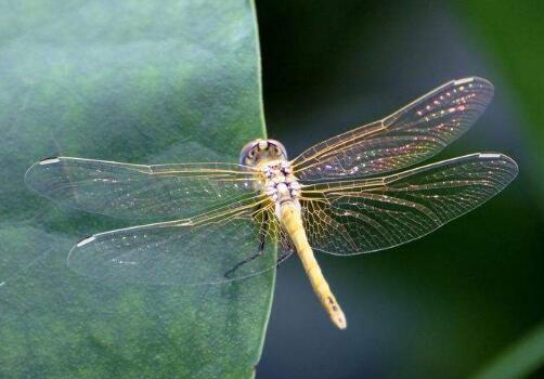 蜻蜓有什么功效和作用以及禁忌