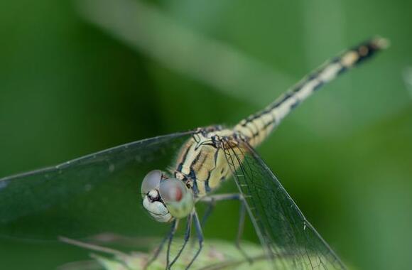 绿蜻蜓有什么功效和作用