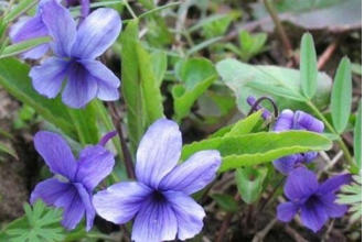 紫花地丁的功效与作用 紫花地丁怎么吃