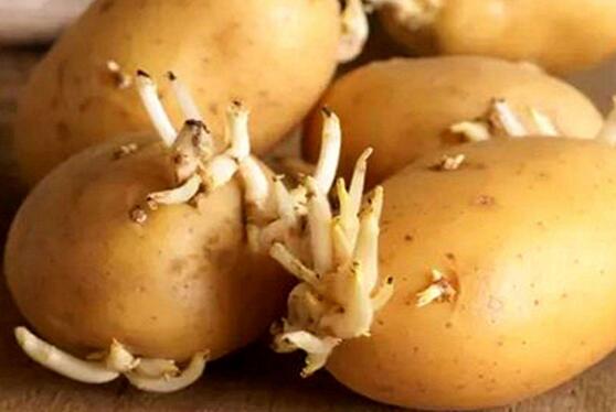 生姜发芽能吃吗 发芽的土豆能吃吗