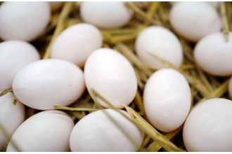 鸽子蛋和鸡蛋营养对比