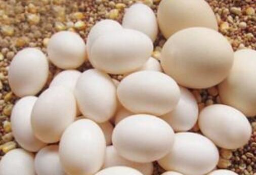 鸽子蛋怎么吃最营养 鸽子蛋的正确食用方法