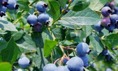蓝莓叶的作用与功效 蓝莓叶的药用价值