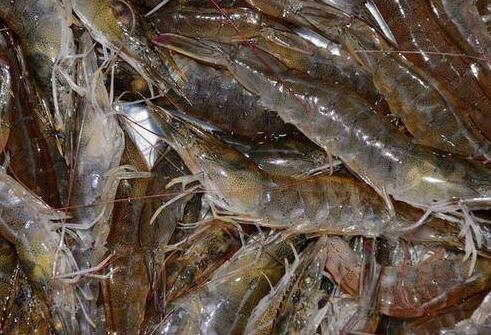 基围虾的营养价值 吃基围虾的好处