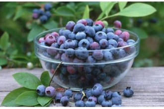 蓝莓浆果的功效与